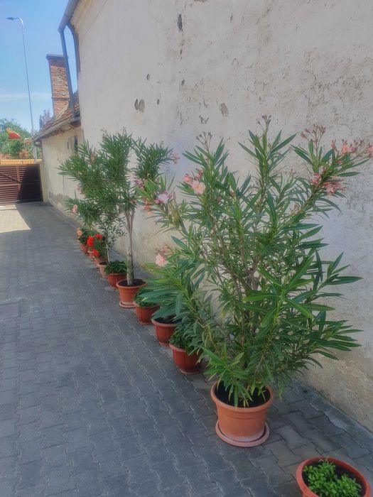 Leandrii  pentru decorațiuni exterioare, culoare roz