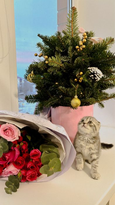 Продается породистый котенок