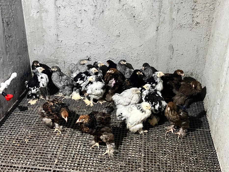 Pui Brahma Potarnichiu Albastru Cochinchina Urias Bobat