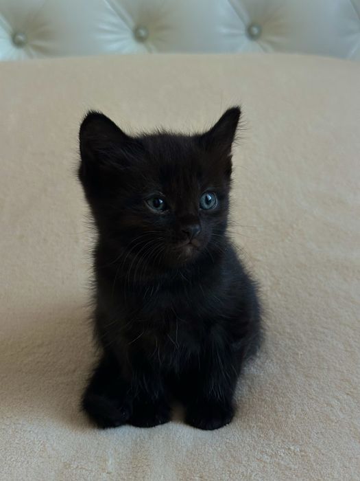 Дарю котят в добрые руки