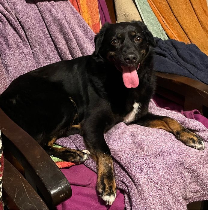 ZUMI, metis talie medie, pui