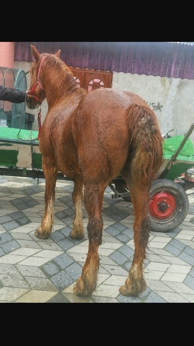 Iapa de 7 ani de vanzare