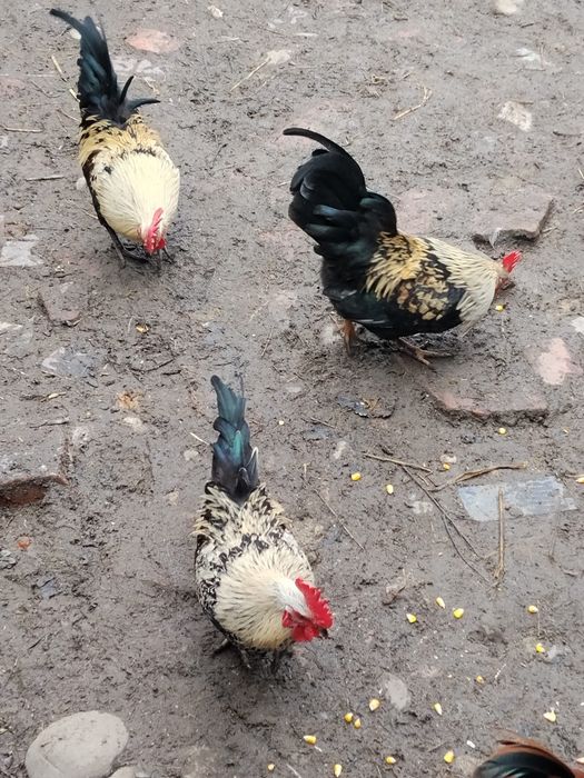 Vând cocoși pitici Prahova