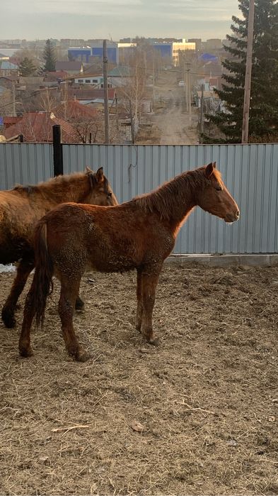 Продам тай на откорме