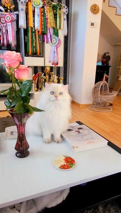 British Longhair baiat superb pedigree