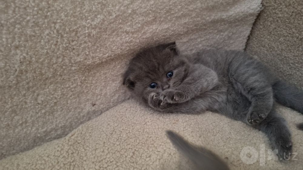 Scottish fold Scottish strayt