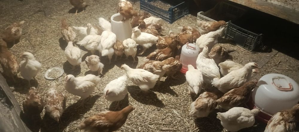 Продам циплят Ломан Браун