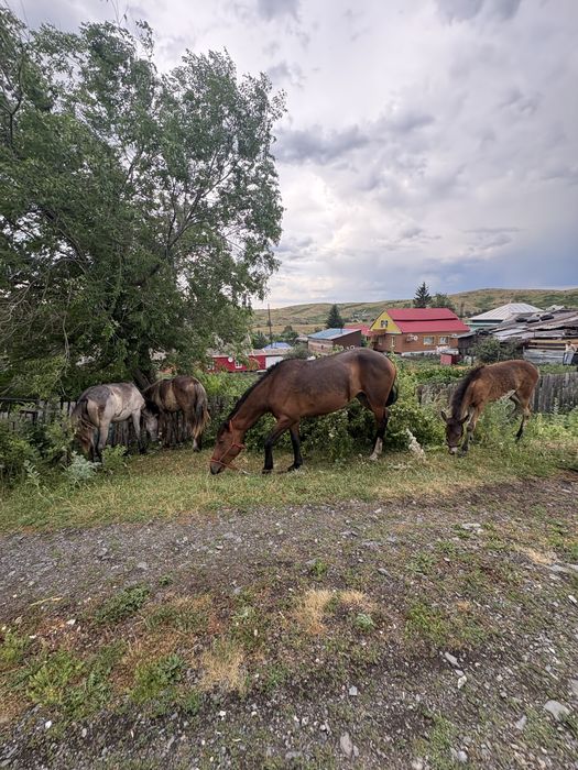 Продам 3 кобылы и жеребенка