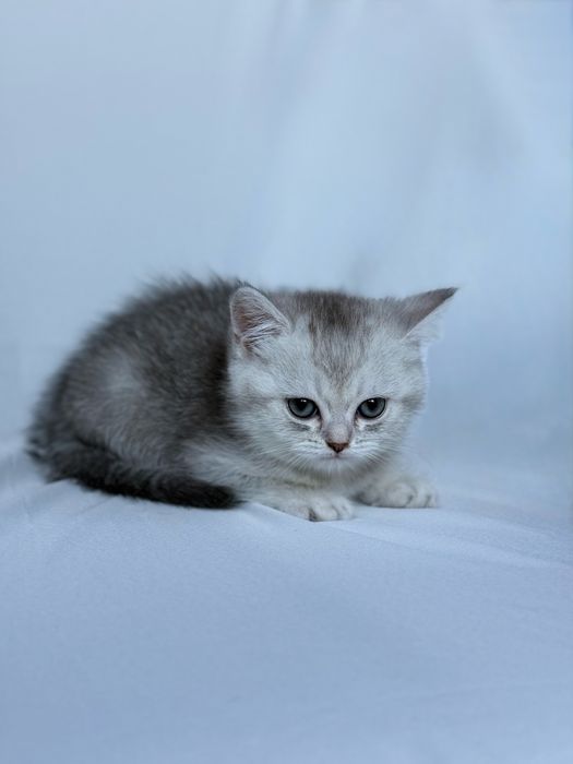 Scottish straight chinchilla original !!!