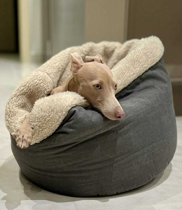 Италианска хрътка – изящество, благородство и безупречен произход