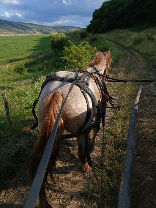 Vând mânză de doi ani