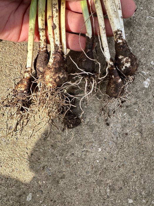 Луковици на кокичета