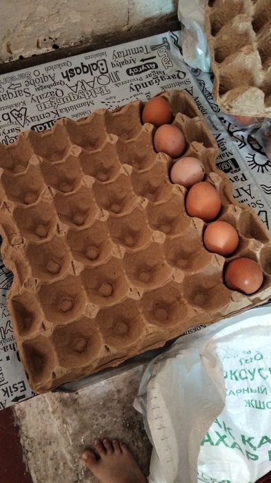 продаю домашние яйца на кшт