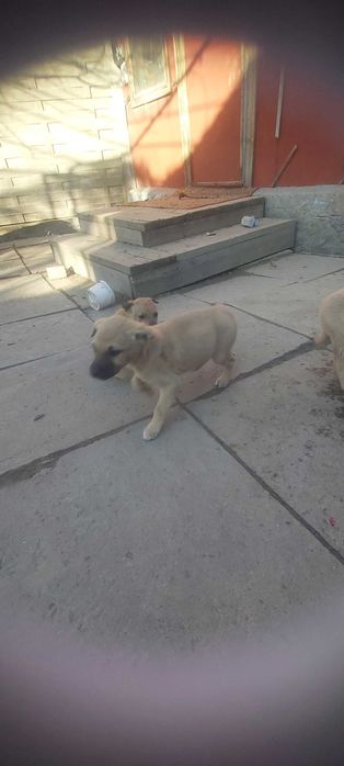 Отдам щенков бесплатно