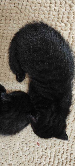 Отдам котят  в хорошие руки