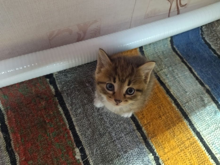 Отдам котят в добрые руки