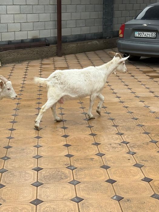 Продам козу с ягненком