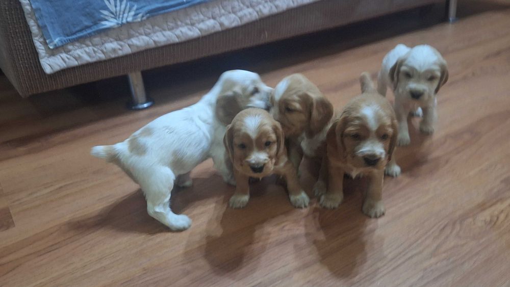 Продаются щенки спаниеля