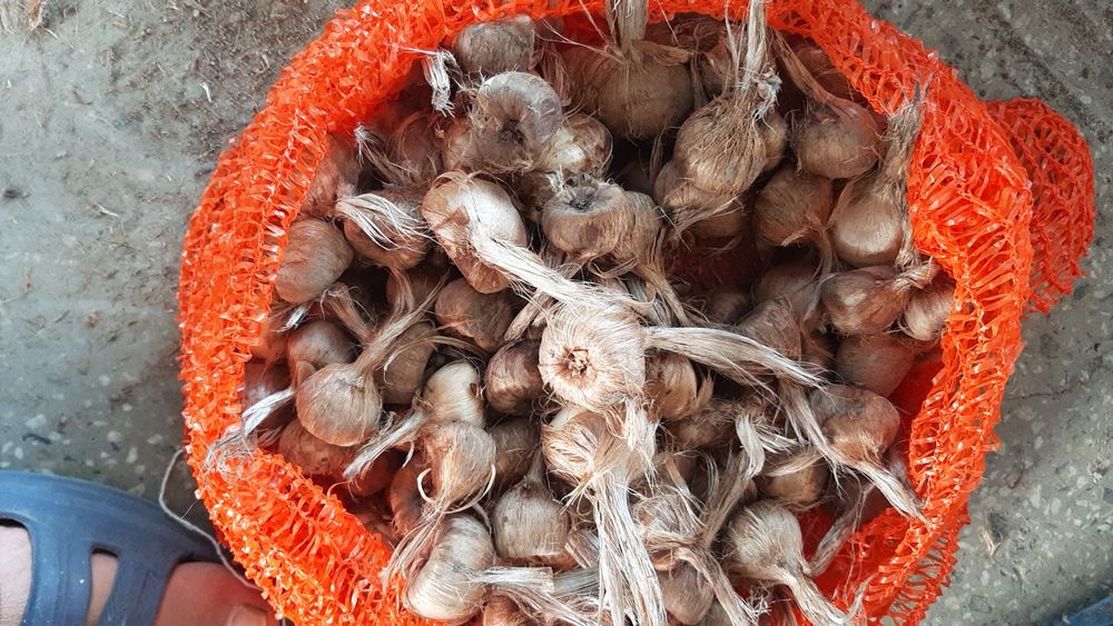 Шафранови луковици