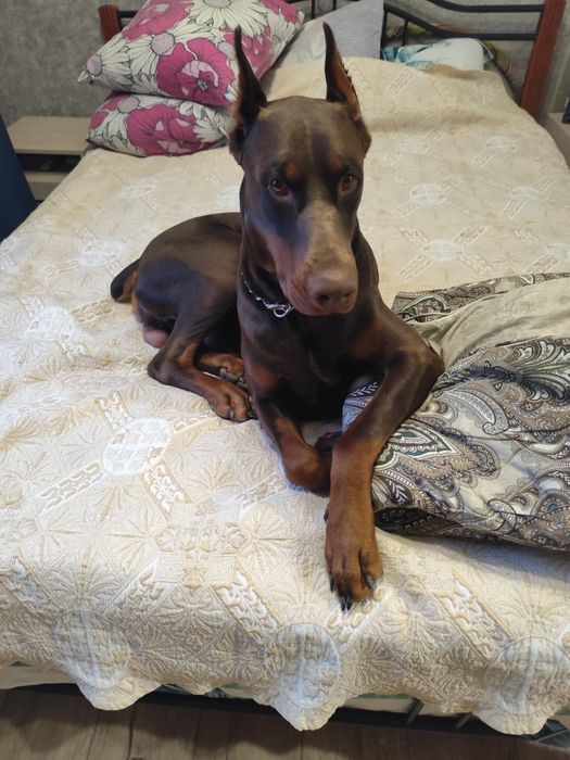 Щенки Доберман чистокровные все документы