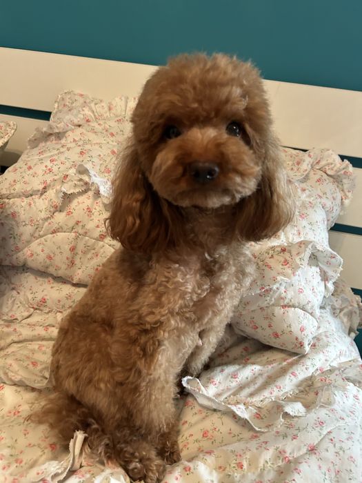 Той и мини пудел