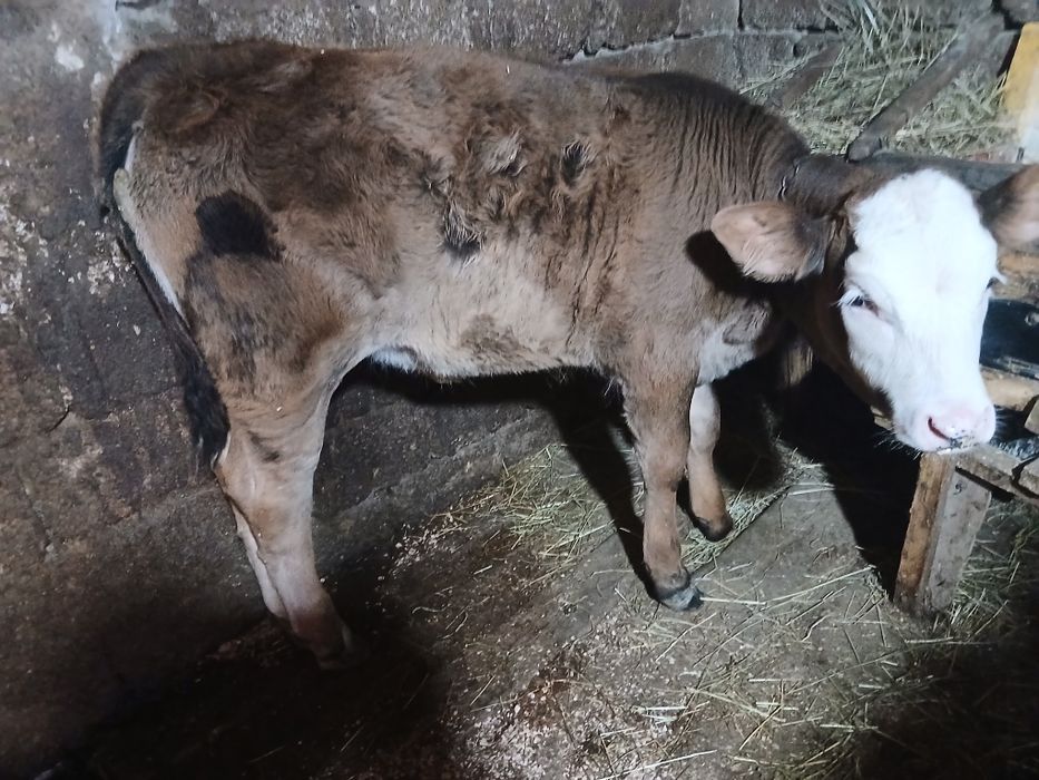 Animale jurincă de 1 an și o vitică de 8 săptămâni  mai multe detalii la nr de telefon