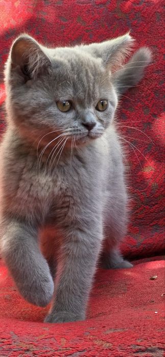 Очаровательный пушистый котенок Британский (девочка)