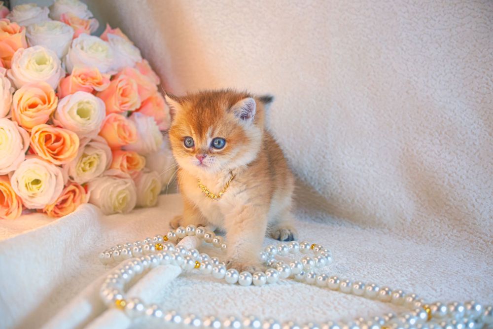 Британская  золотая шиншилла. С родословной и прививками!