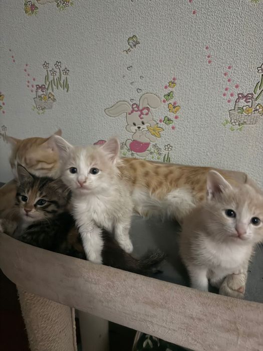 Отдам в добрые руки.