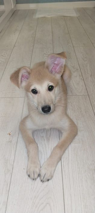 Маленький щенок всего месяц