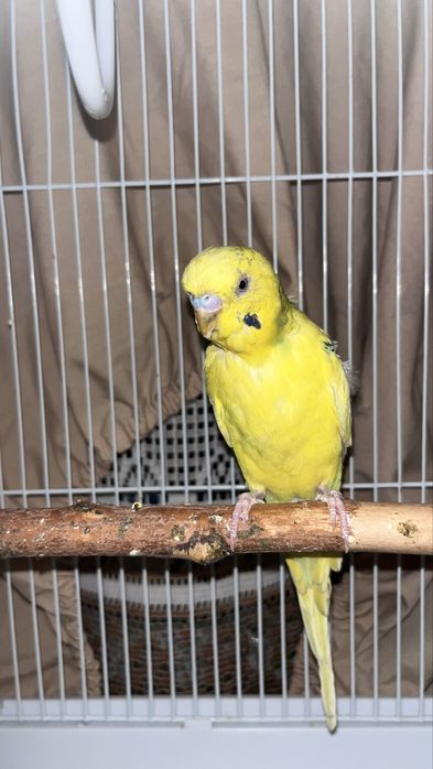 Продам попугая с клеткой