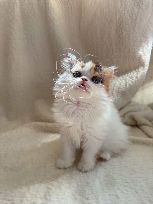 Котята хайленд страйты профессионального питомника