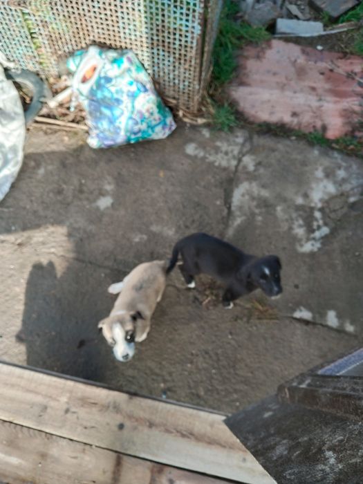 Щенки звонки в добрые руки