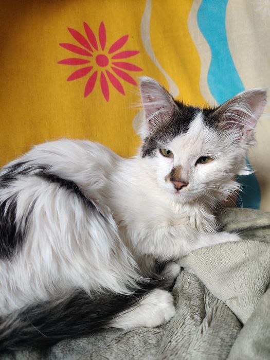 Котенок бесплатно