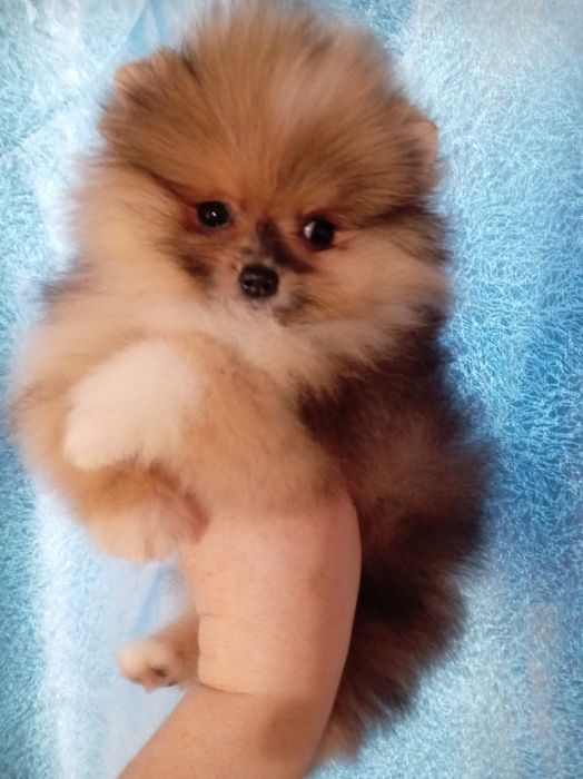 Продам щенков шпица