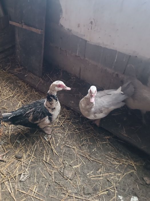 Индоутка индоутка