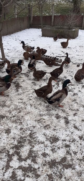 Vind  rate  rouen  rasa