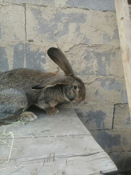 Прадам украла фландер