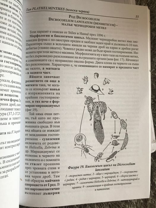 Учебник по паразитология, подходящ за студенти първи курс