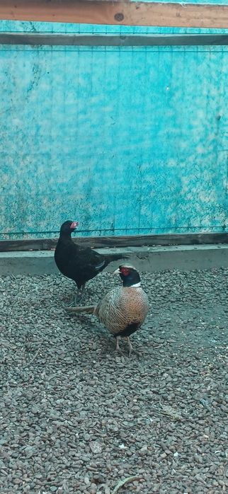 Fazani de mai multe rase