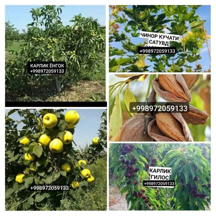 Мевалик кучатлар