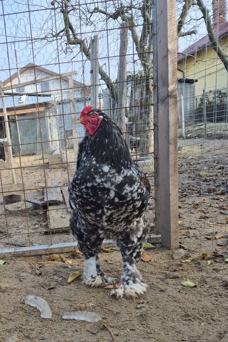 Vand/Schimb Cocos brahma  porțelan