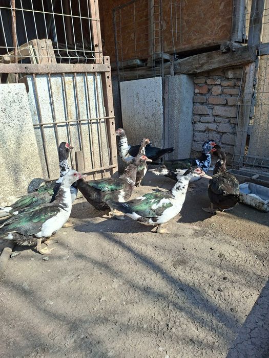 Rate mute 2025 si 2024