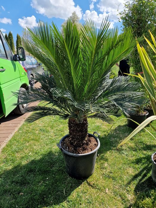 Plante ornamentale ( buxus glob, tuia, palmier, pon pon, spirala, tei