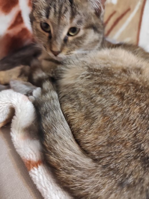 Отдам котят в добрые руки