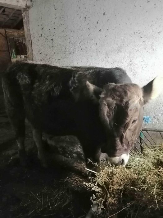 Продавам теле за бик