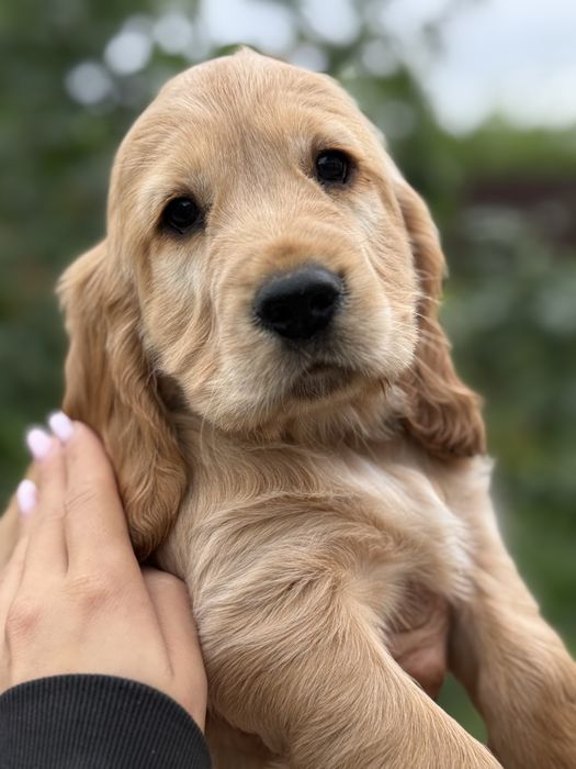 Pui de Cocker Spaniel- caută o căsuță iubitoare!
