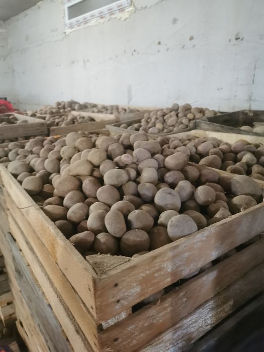 Vând cartofi de sămânță