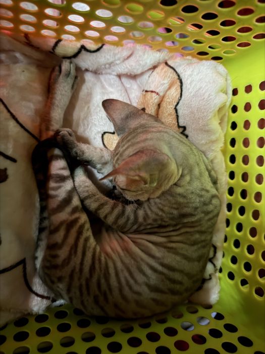 Сфинкс котенок браш