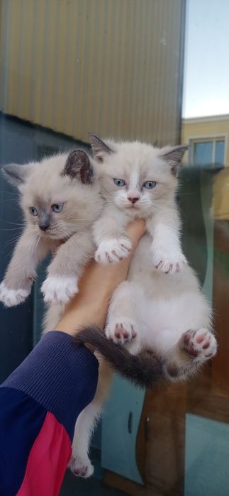 Отдам котят в добрые руки!
